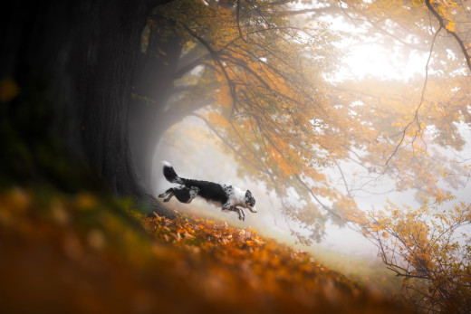 �1761343 �������(a): ����������:2048x1365